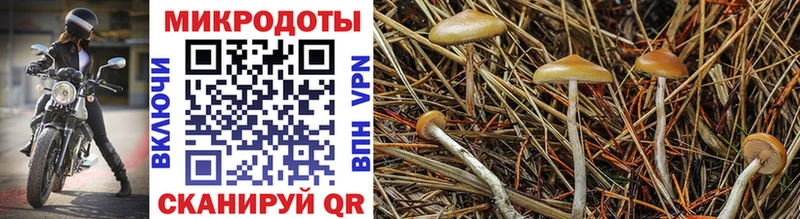 Галлюциногенные грибы прущие грибы Тольятти